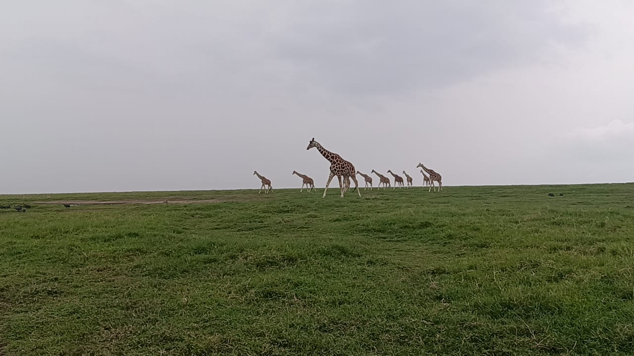 Safari image 11